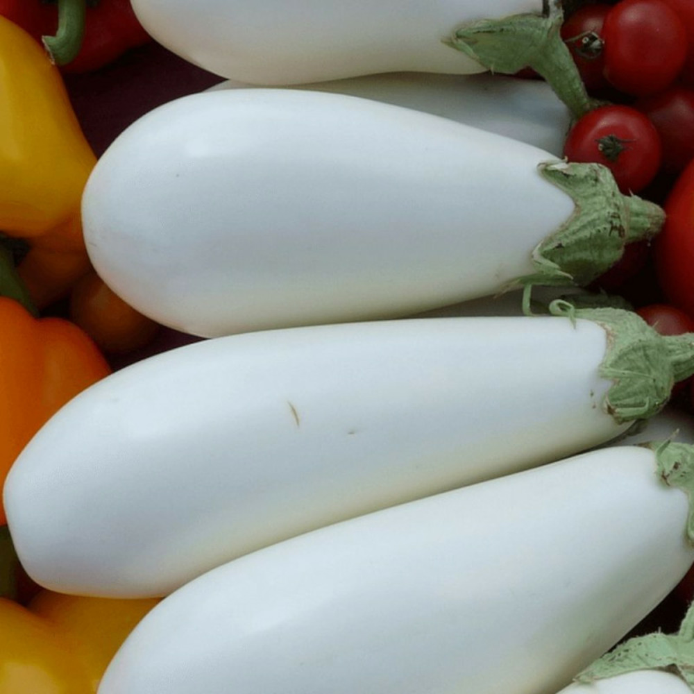 Plant d'aubergine clara blanche godet