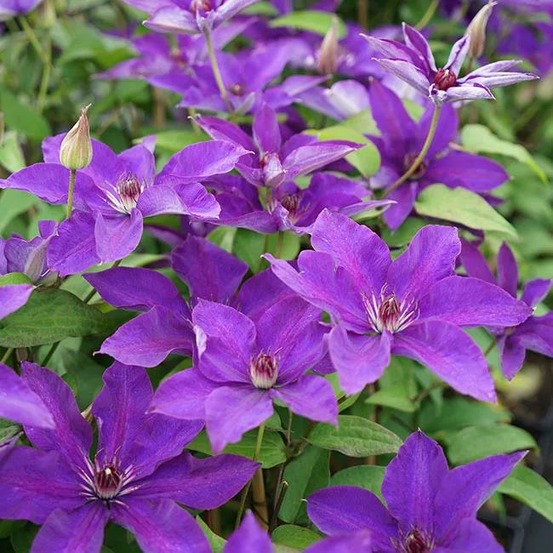 Clématite 'the president' - clematis 3l - 60/90cm