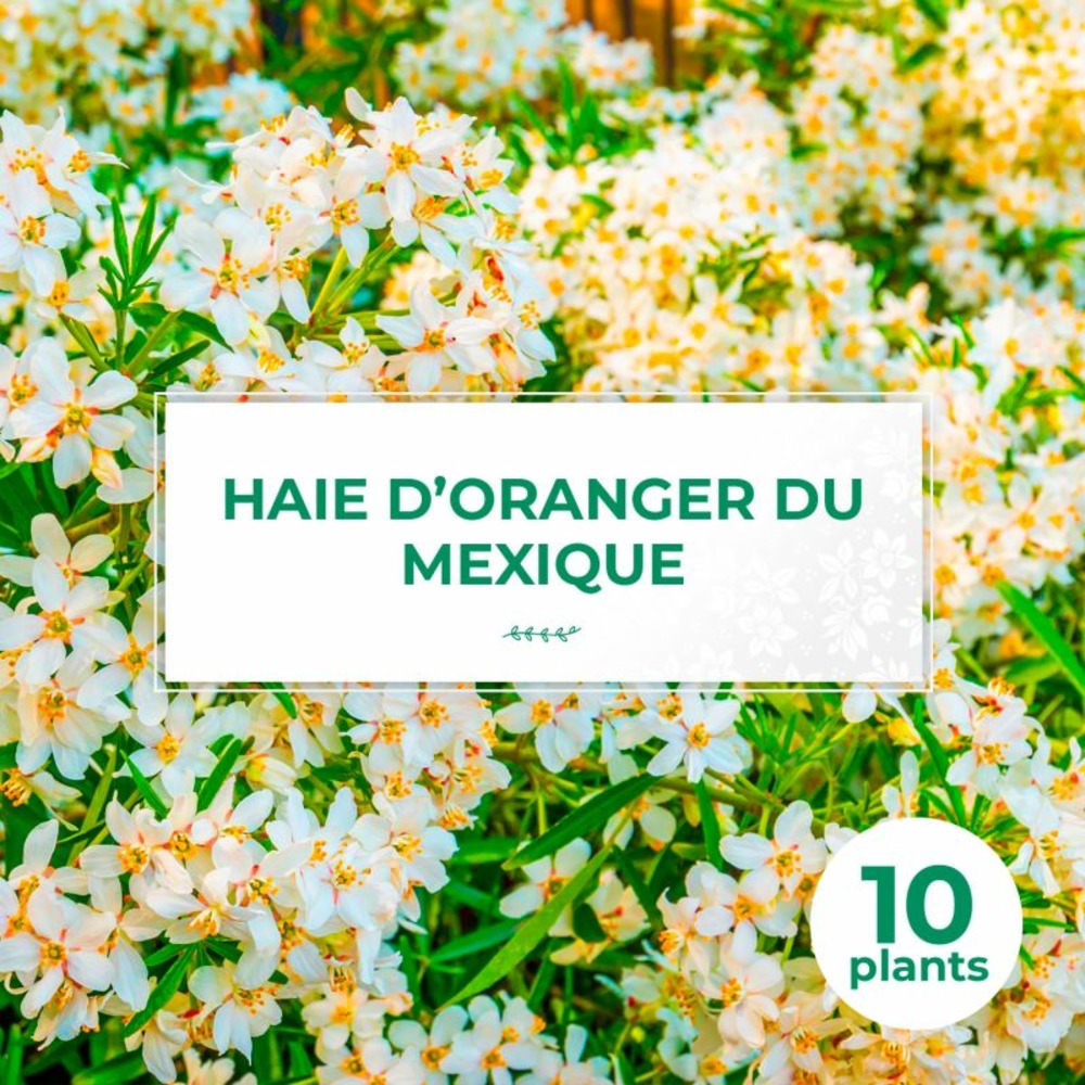Kit haie Oranger du Mexique (Choisya Ternata)