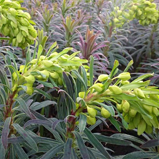 Euphorbe des vallons 'purple and gold' godet de 8/9 cm