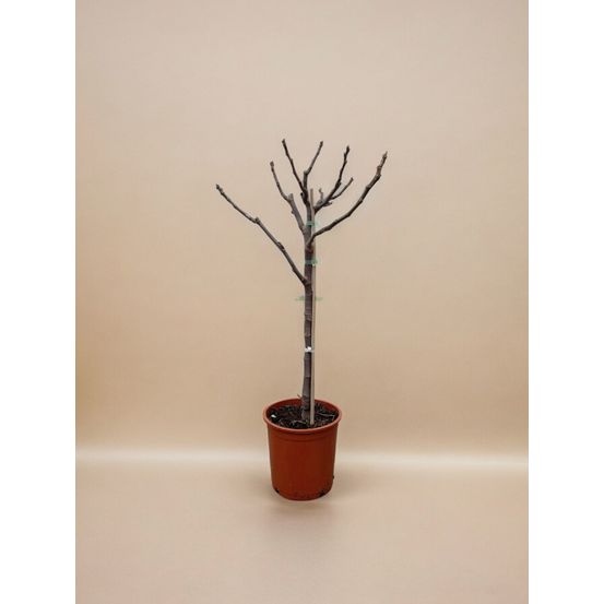 Figuier commun (ficus carica) 'ficus carica'