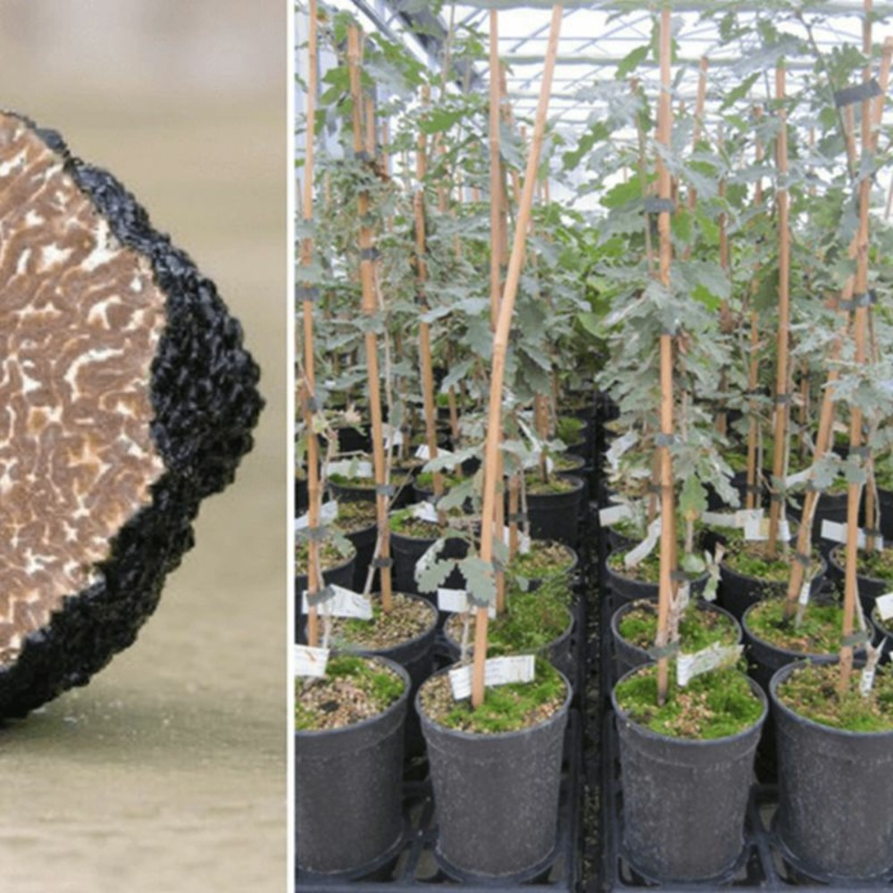 Chêne pubescent uncinatum - conteneur 2l (quercus pubescens)