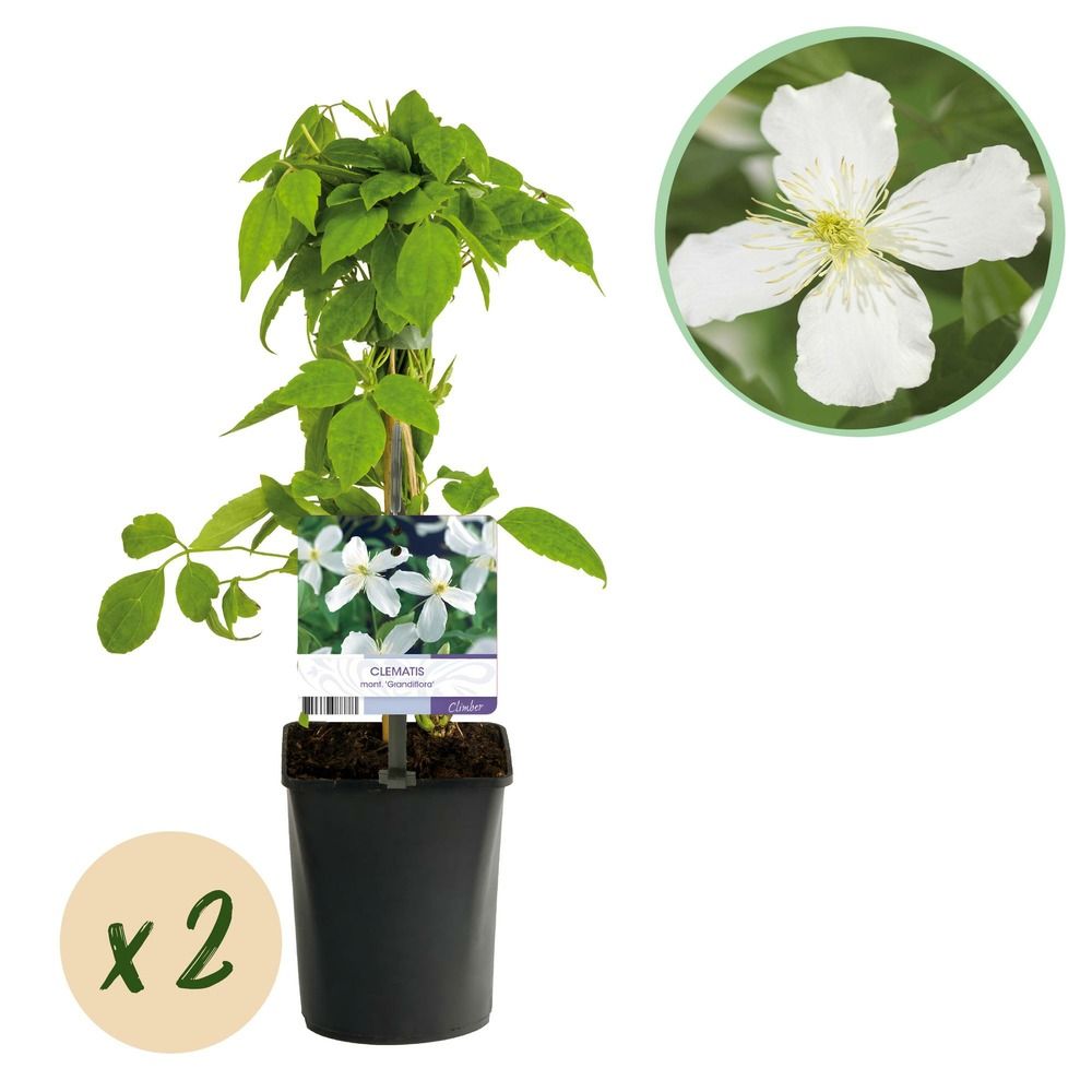 Clématite - lot de 2 - pot 11 cm - hauteur 40 cm