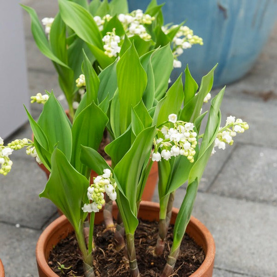 5 muguets géant bordeaux - le paquet de 5 griffes, vendu par lot de 2
