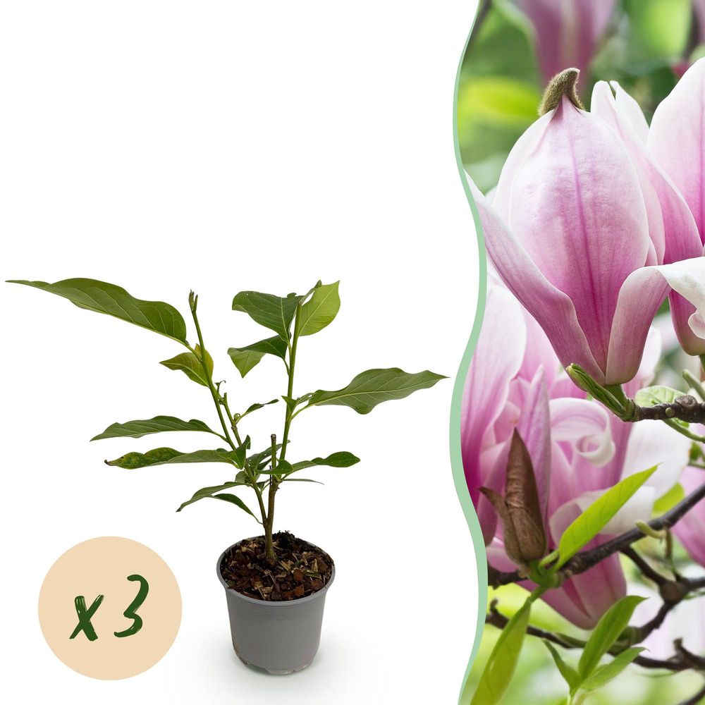 Magnolia 'george henry kern' - lot de 3 - pot 12 cm - hauteur 30 cm