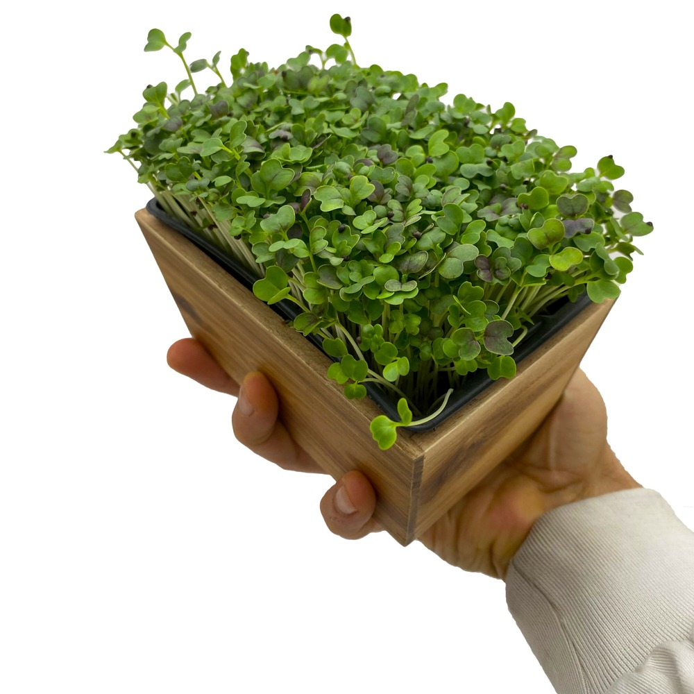 Graines de micro pousses de pak choï vert