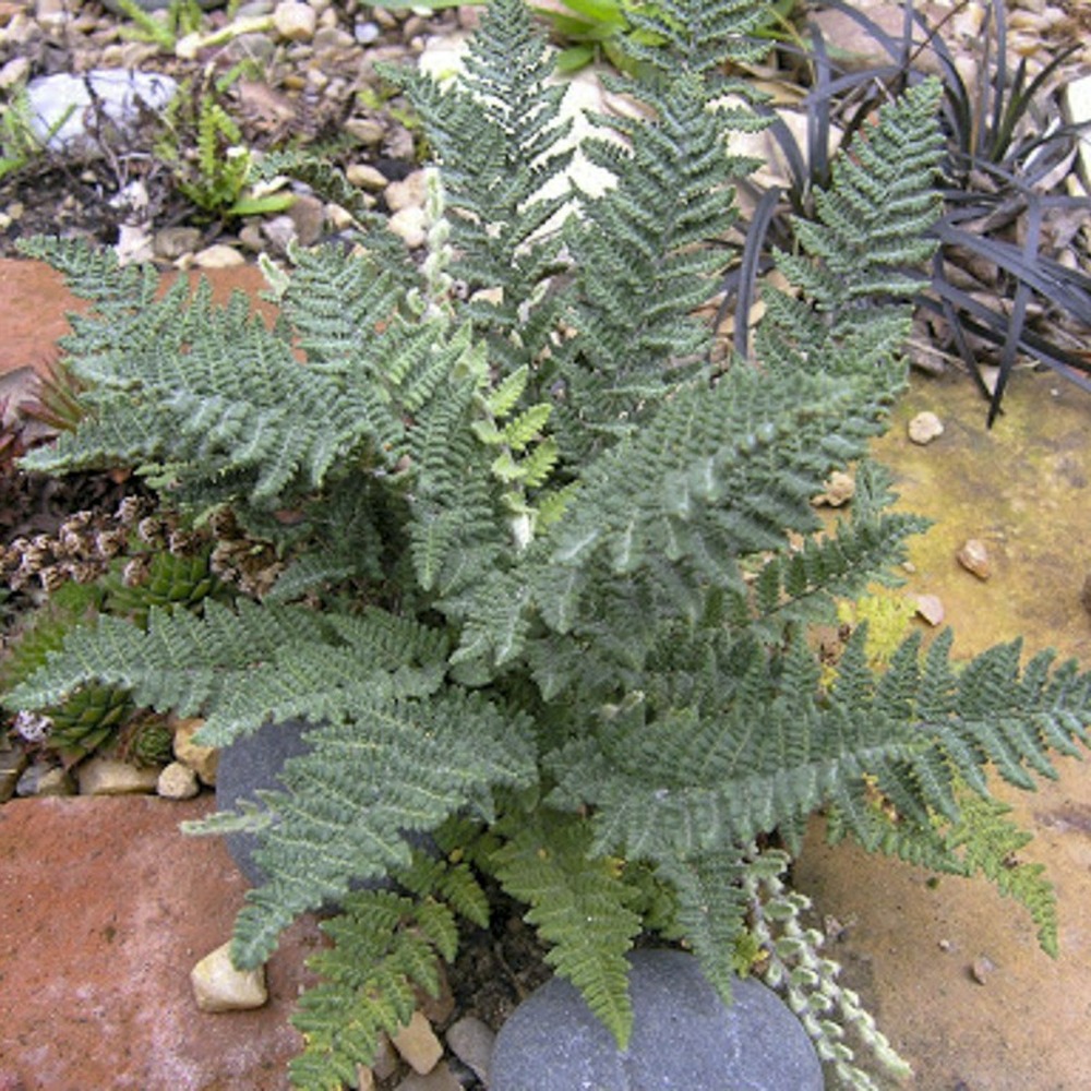 Fougère laineuse godet de 8/9 cm