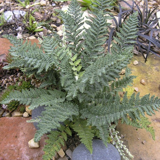 Fougère laineuse godet de 8/9 cm