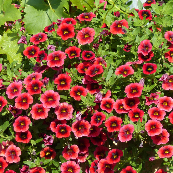 Mini pétunia 'superbells pomegranate punch' mini-motte ø 1,5/2,5 cm, livré en plant vert de 5 à 10 cm de hauteur (par 5)