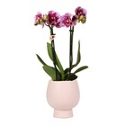 Orchidées colibri | orchidée phalaenopsis rose violet - el salvador + pot ornemental scandic nude - taille du pot 9cm - 50cm de haut