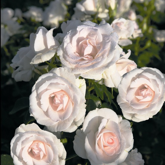 Rosier aspirin rose ® - le pot / 3l / hauteur livrée 15-40cm