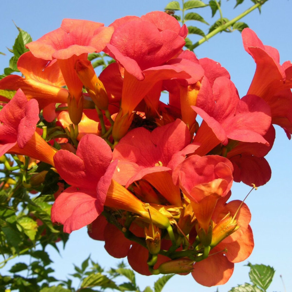 Bignone madame galen pot de 1l - 30/60 cm