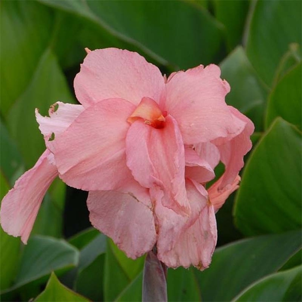 Canna 'pink president' bulbe calibre i (par 3)