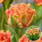 Tulipa brisbane - bulbes de fleurs x20 - tulipe - rose - tulipes de hollande