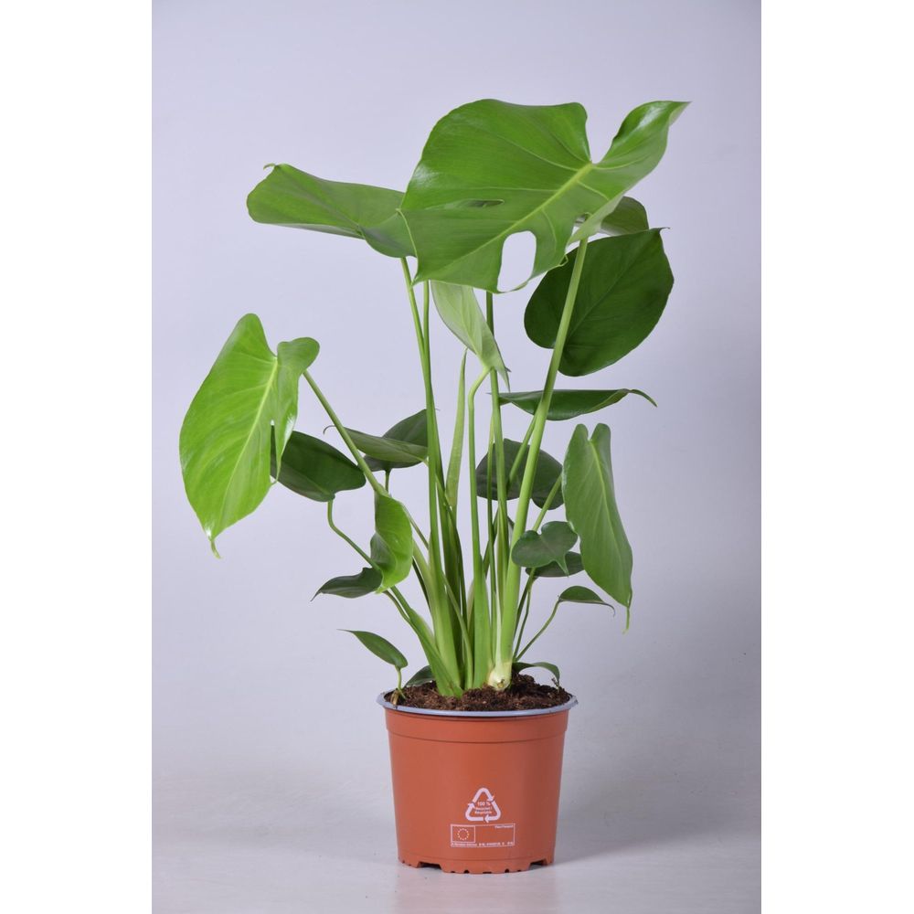 Monstera deliciosa - ø17cm - ↕60cm - plantes d'intérieur