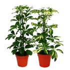 Strahlenaralie duo - schefflera - blanc-vert feuillu - pot de 12cm - 2 plantes