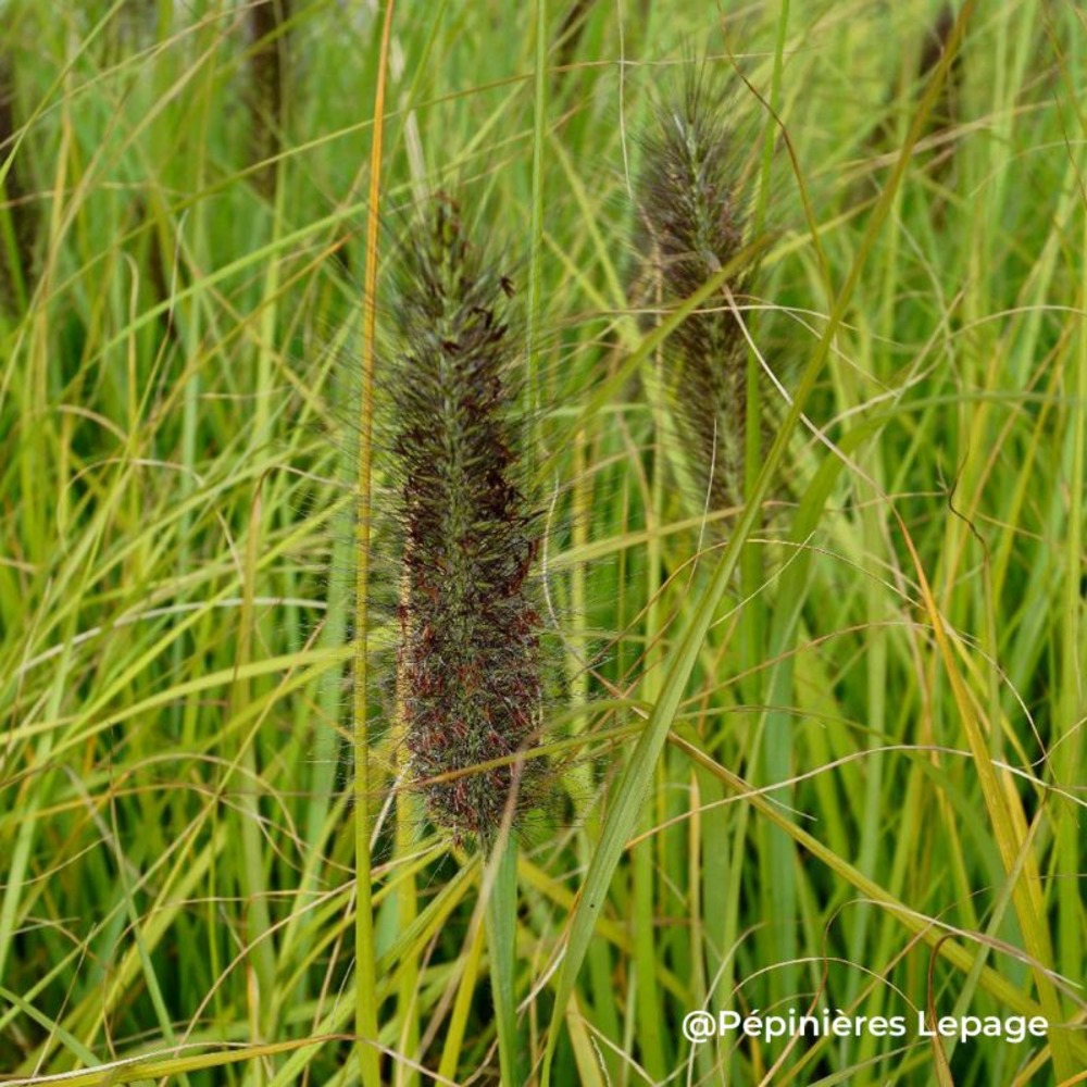 3 herbes aux écouvillons 'dark desire' (pennisetum alopecuroides 'dark desire')