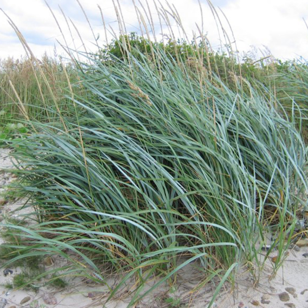 6 x blé d'azur - leymus arenarius  - godet 9cm x 9cm