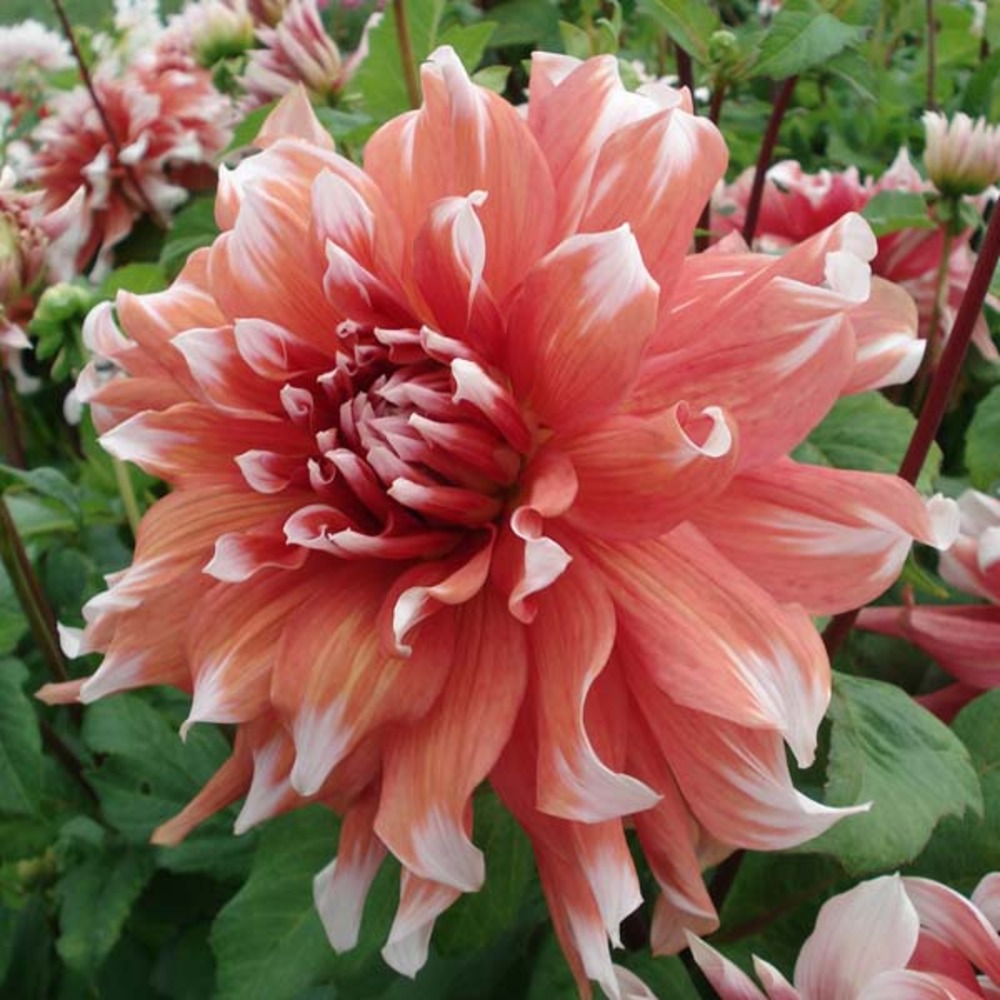 Dahlia géant décoratif 'frost nip' bulbe calibre i