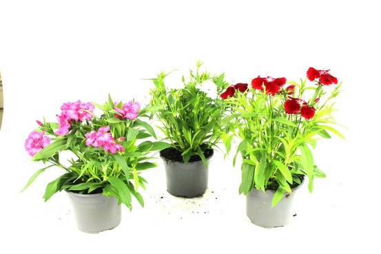Oeillet de chine pot 10,5 cm