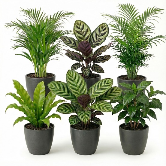 Plantes d'intérieur, lot de 6, pot anthracite - purificatrices d'air