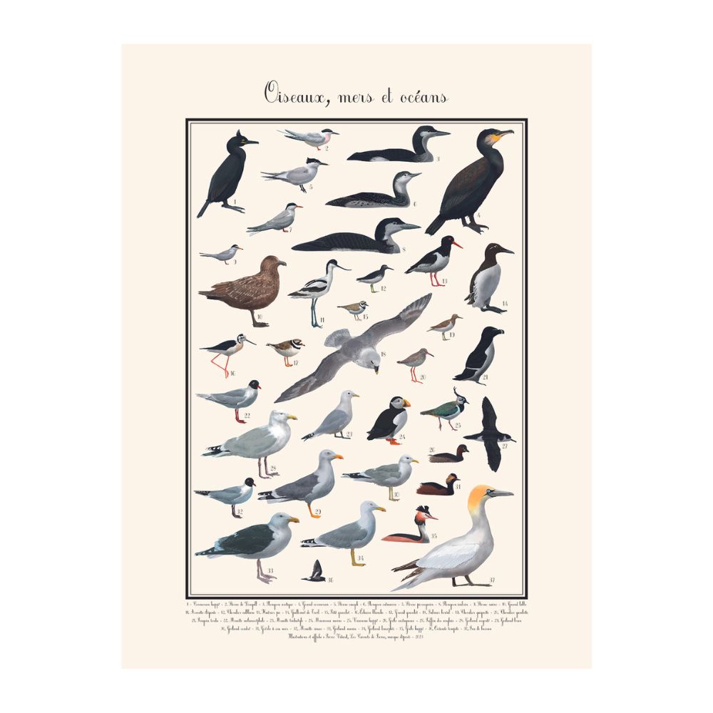 Poster oiseaux marins 30 x 40 cm