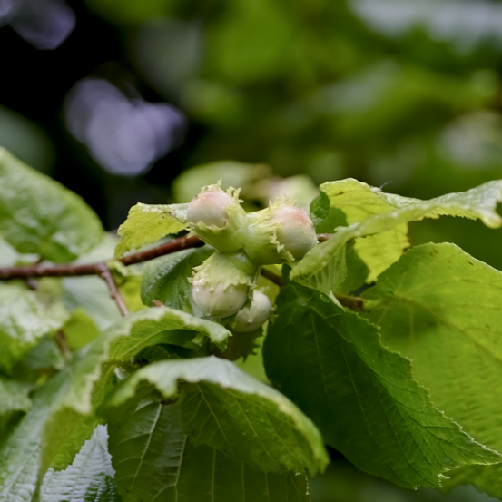 Noisetier commun - corylus avellana 100/120 cm pot 3l