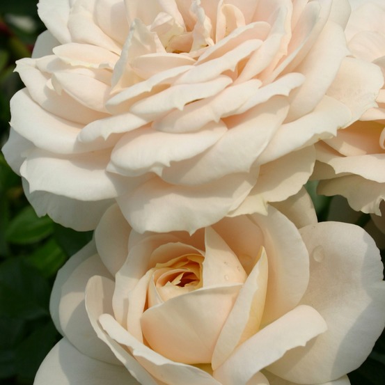 Rosier lions-rose ® - le pot / 4l / hauteur livrée 15-40cm