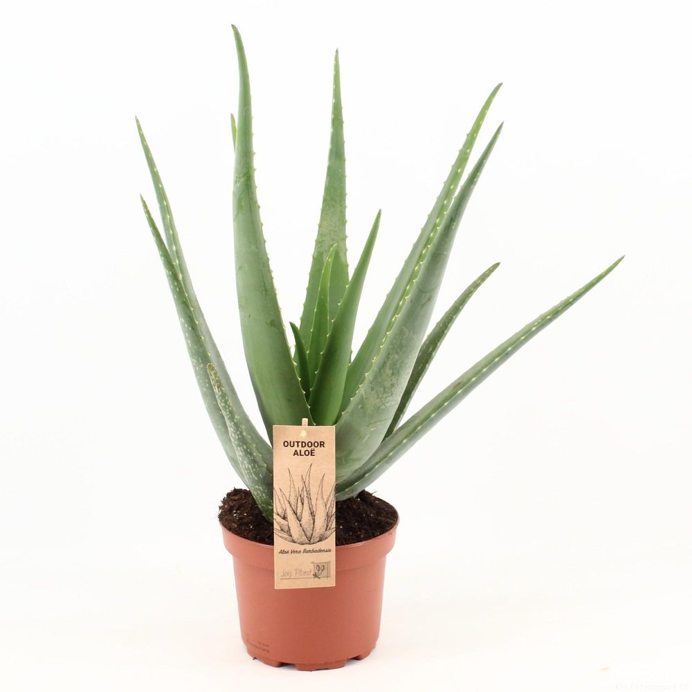 Aloe vera - ø19cm - ↕70cm - plantes d'intérieur