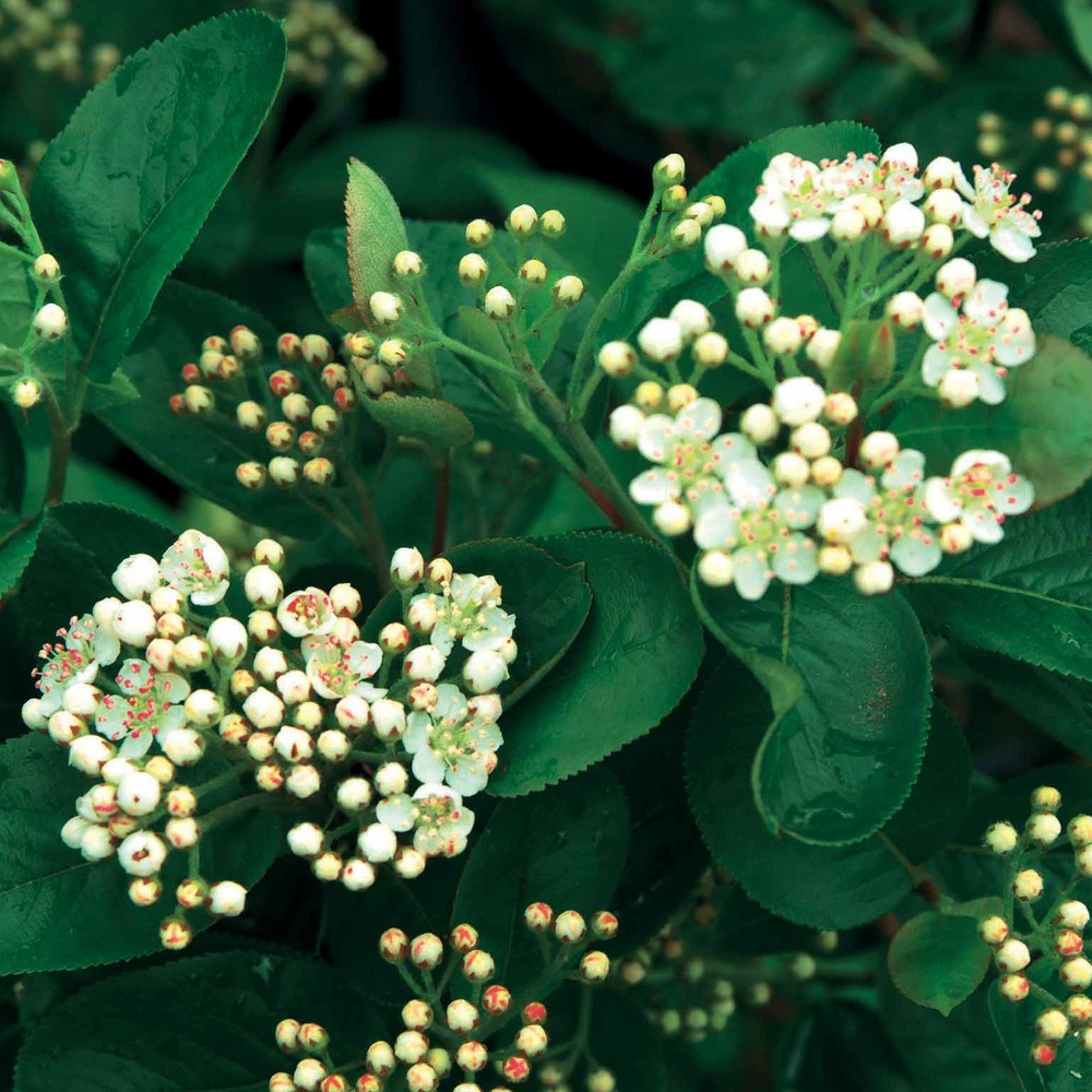 Aronia viking - le pot / ø 9cm / 2-3 branches