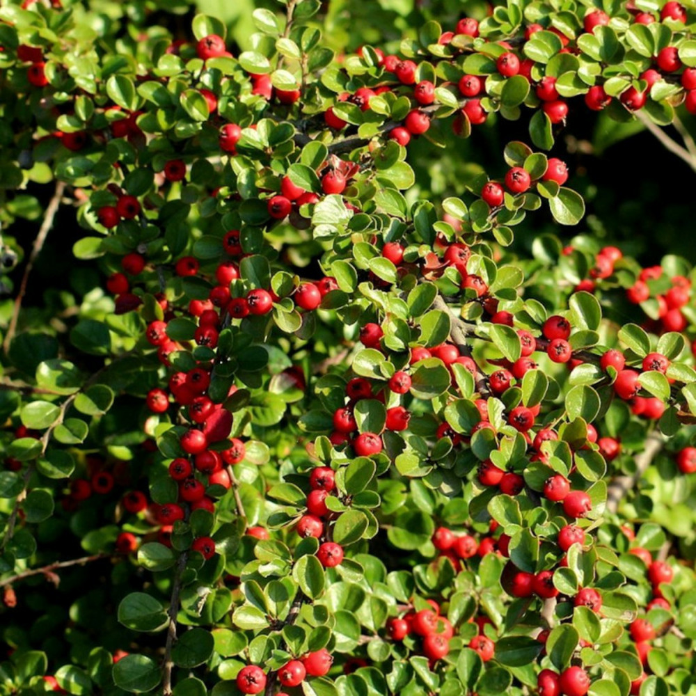 Cotoneaster rampant green carpet, cotonéaster pot de 4l - 20/40 cm