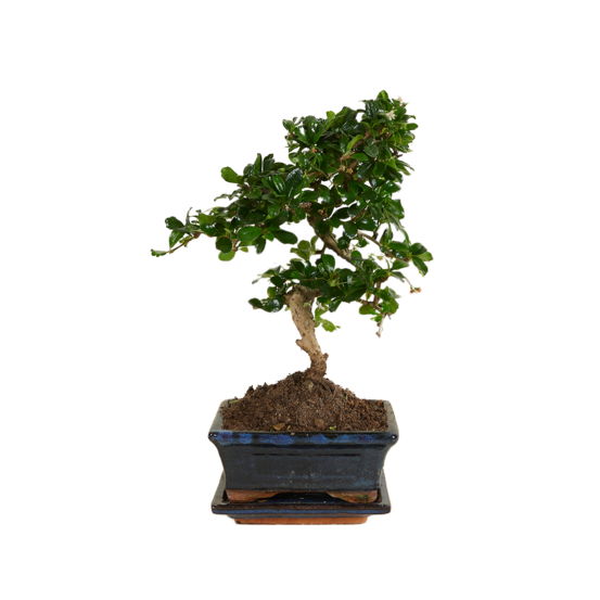Bonsai carmona - forme s - bonsaï - plantes d'intérieur - hauteur 20-30 cm - 15 cm de large