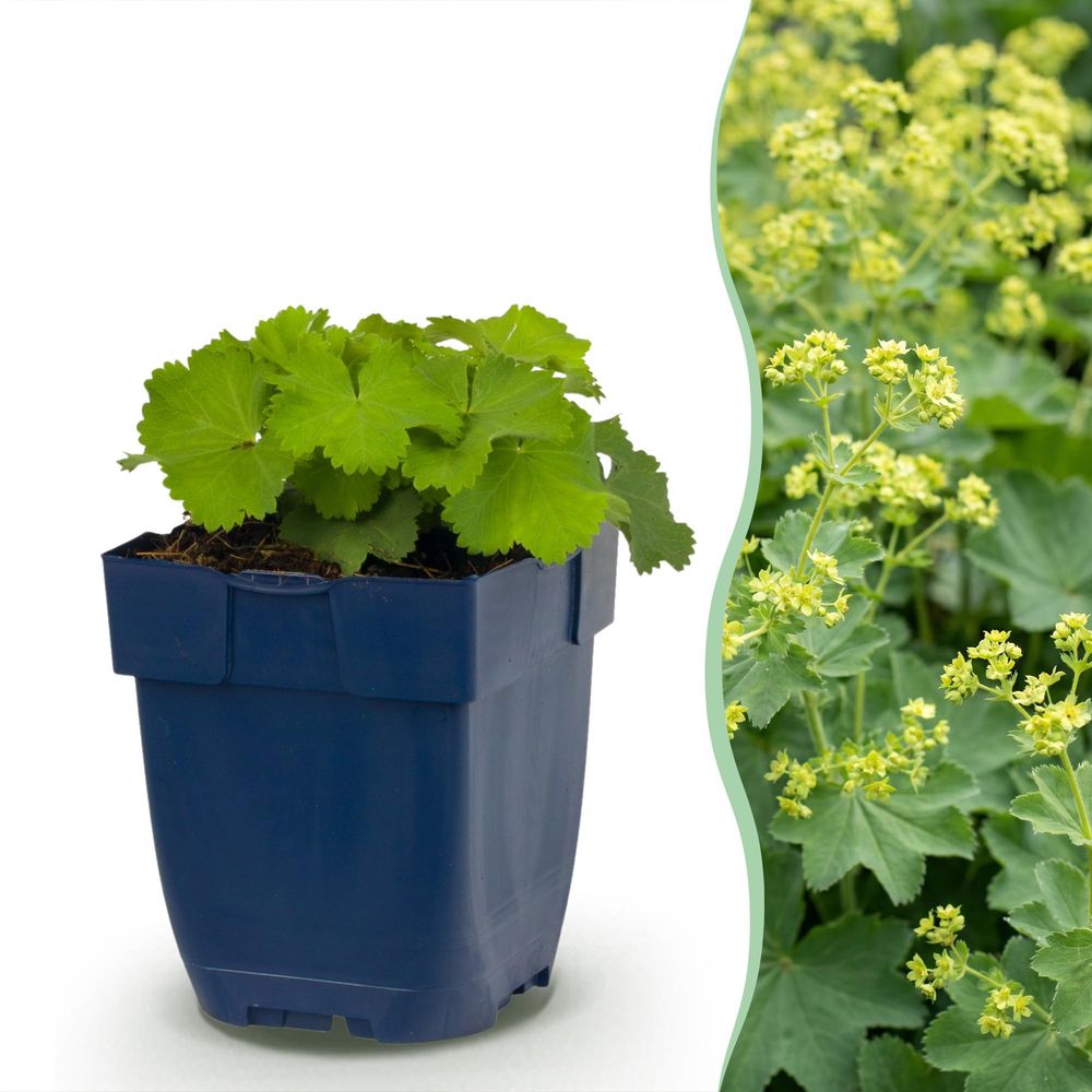 Alchémille - lot de 24 - pot 11 cm - hauteur 25 cm