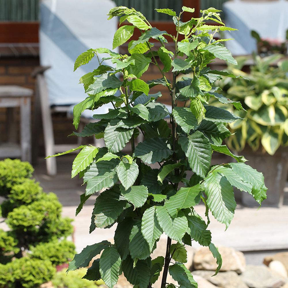 Charme commun 'fastigiata monument' pot de 6l/7l