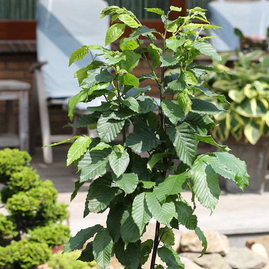 Charme commun 'fastigiata monument' pot de 6l/7l