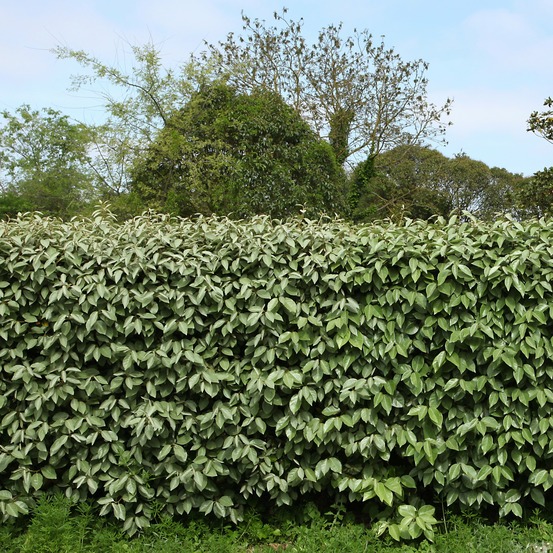 Eleagnus - le pot / 1.3l / hauteur livrée 30-40cm