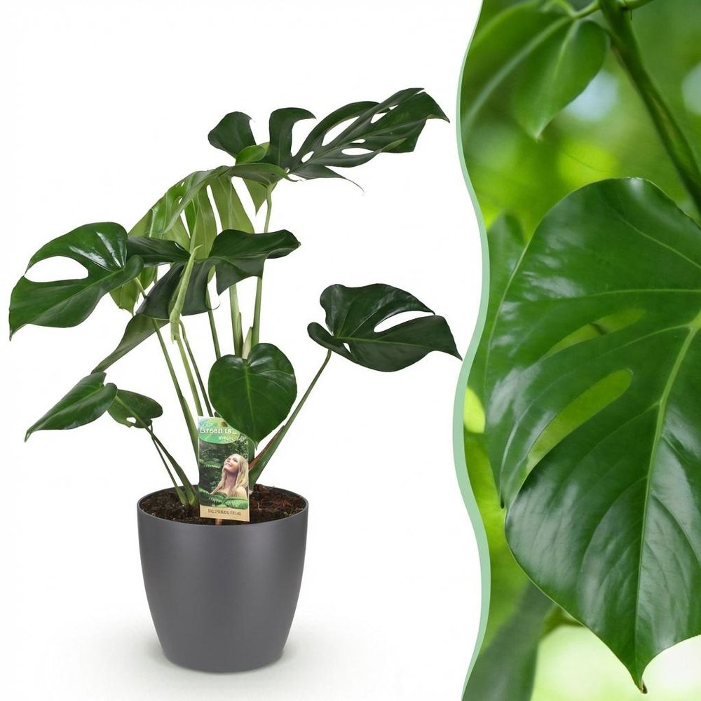 Monstera deliciosa - plantes d'intérieur