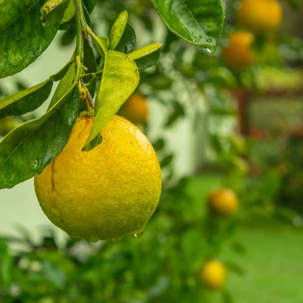 Limequat, citrus pot de 5l - 40/60 cm