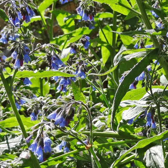 Symphytum azureum pot de 2l/3l