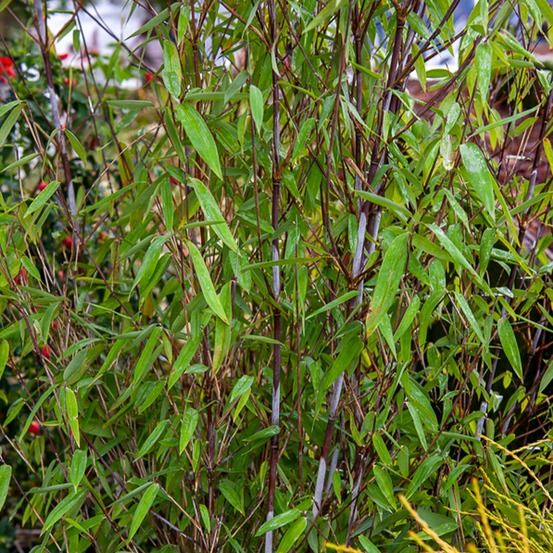 Fargesia demissa gerry - le pot / ø 11cm / hauteur livrée 10-25cm