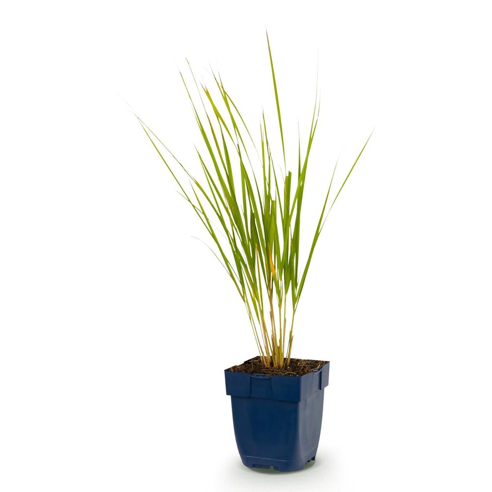 Calamagrostide 'karl foerster' - pot 11 cm - hauteur 25 cm - plante d'extérieur