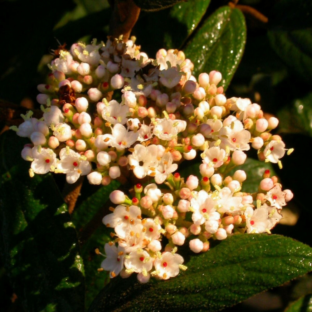 Viorne de prague, viburnum pot de 1,5l - 20/50 cm