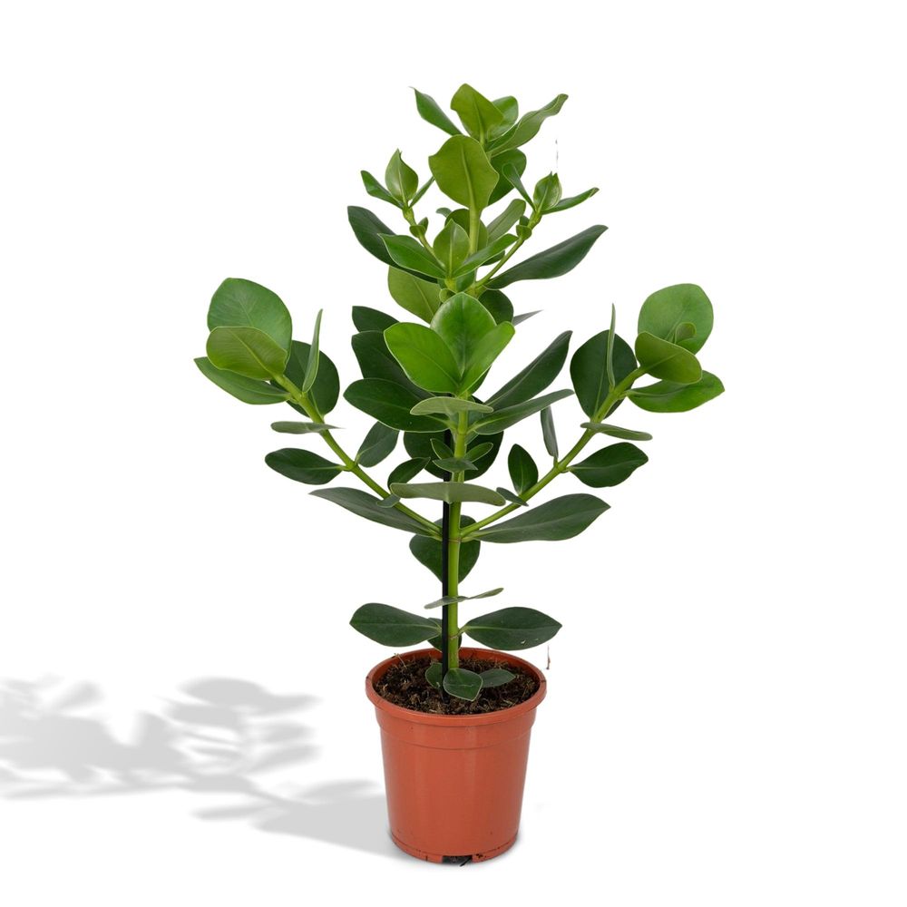 Clusia rosea princess - ø17cm - ↕60cm - plantes d'intérieur