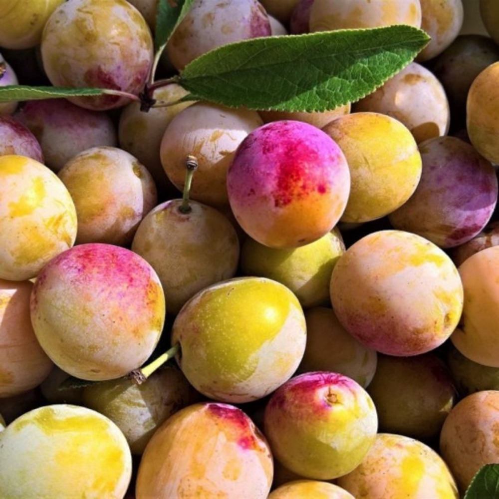 Prunier 'reine claude tardive de chambourcy' (prunus domestica 'reine claude tardive de chambourcy')