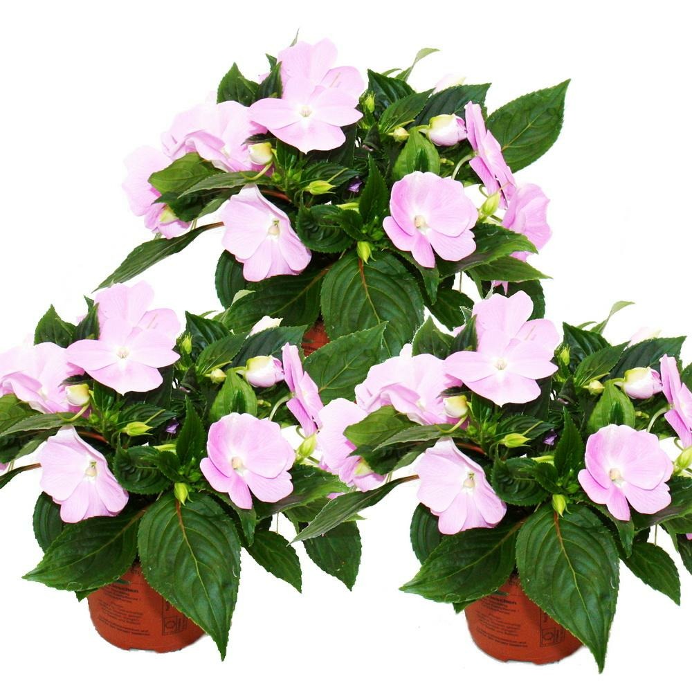 Edel-lieschen - impatiens new guinea - pot 12cm - set de 3 plantes - violet délicat