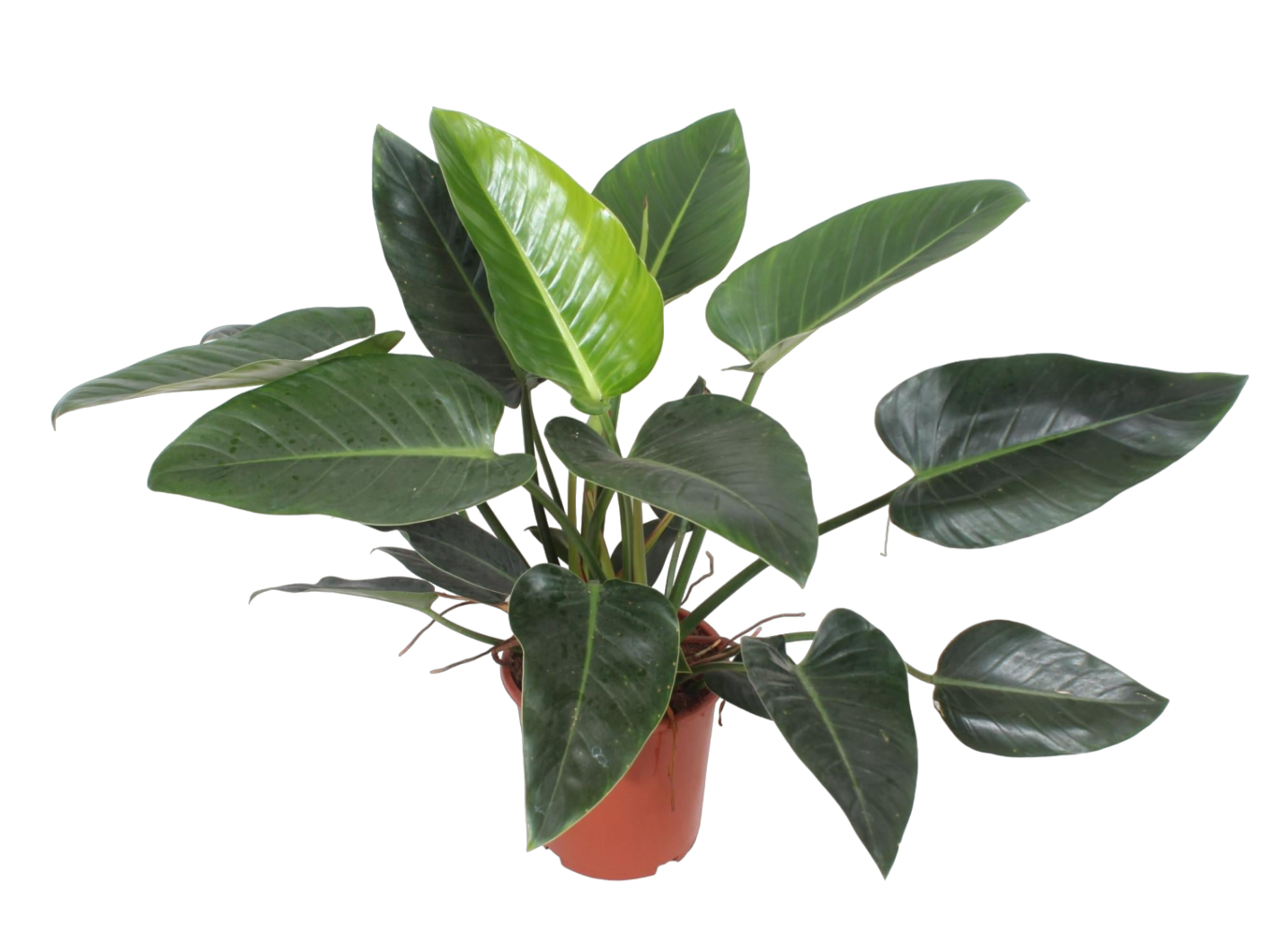 Plante d'intérieur - philodendron congo green 90.0cm