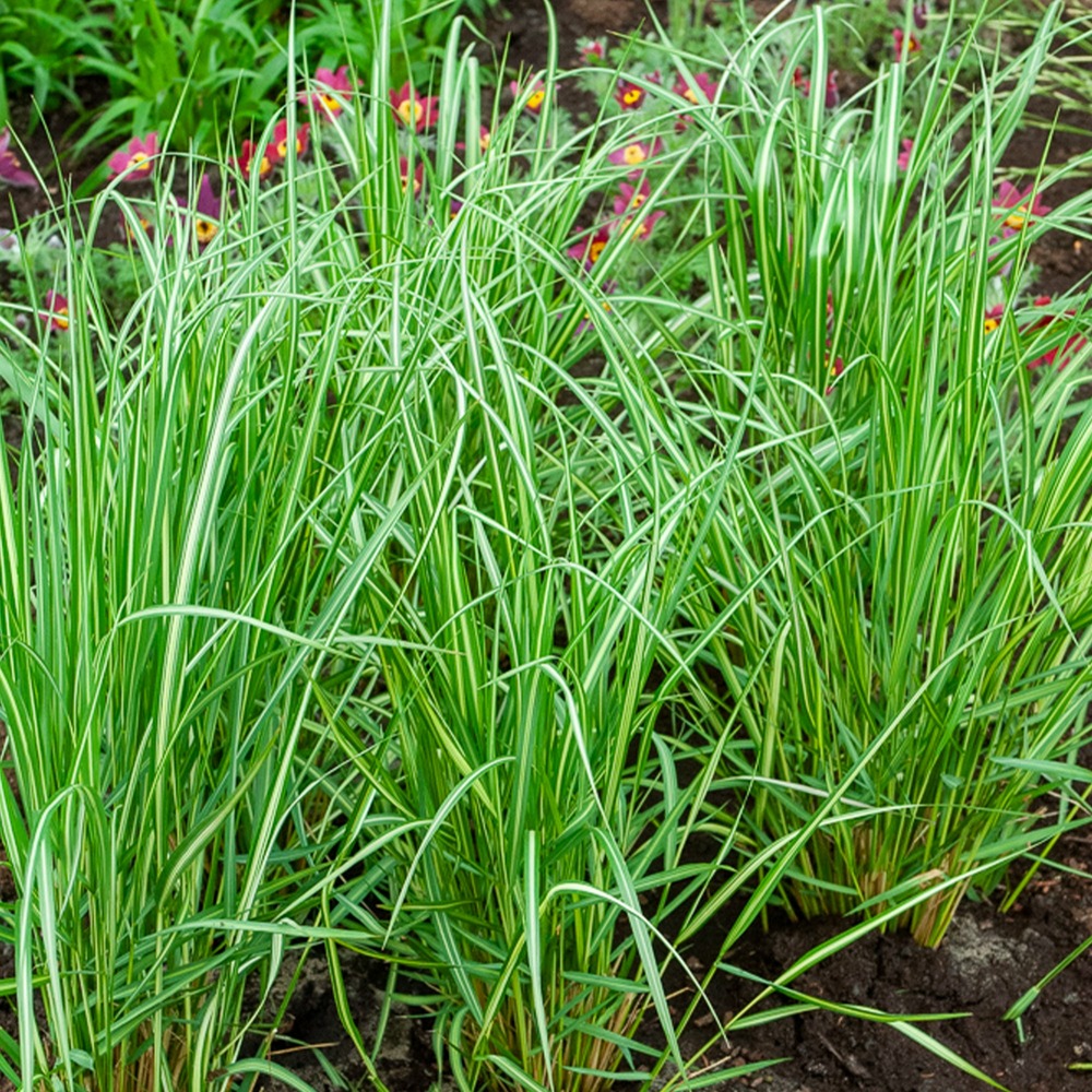 Calamagrostide panachée avalanche - le pot / 8cm / hauteur livrée environ 100cm