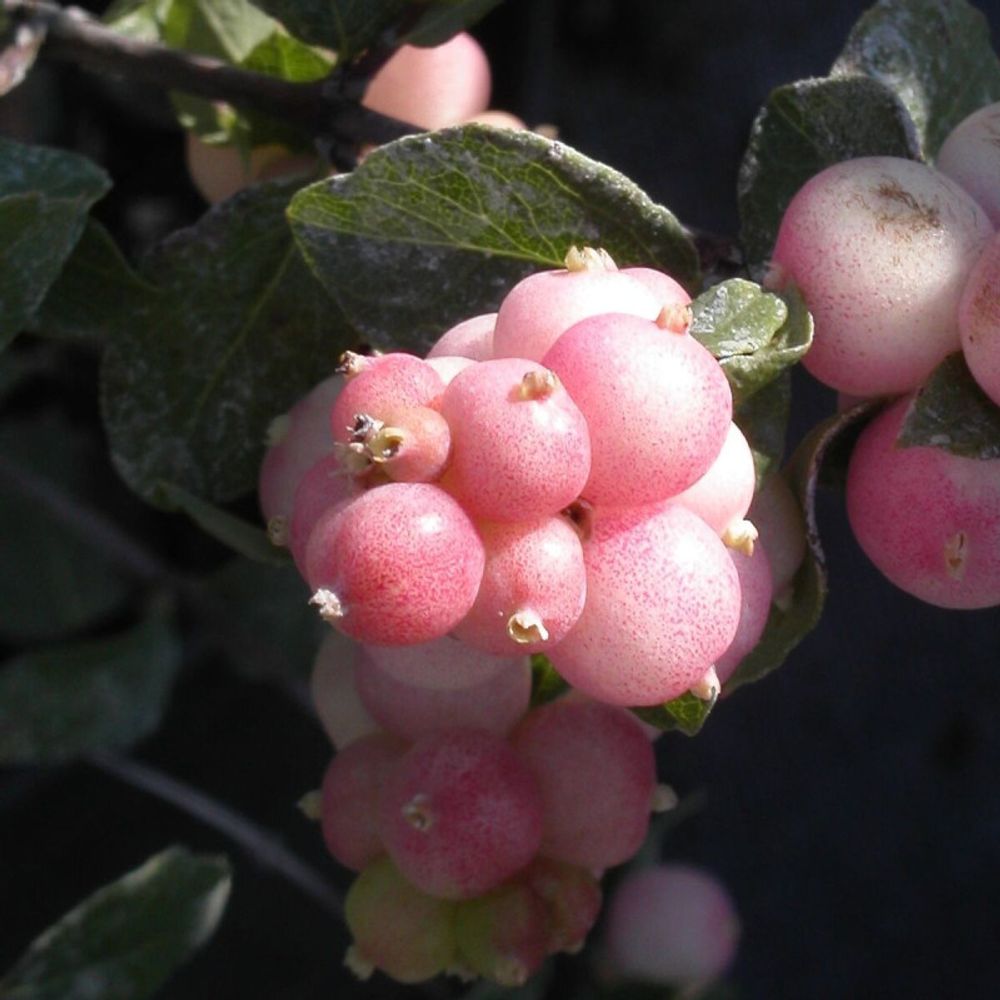 Symphorine mother of pearl, symphoricarpos pot de 3l - 20/40 cm
