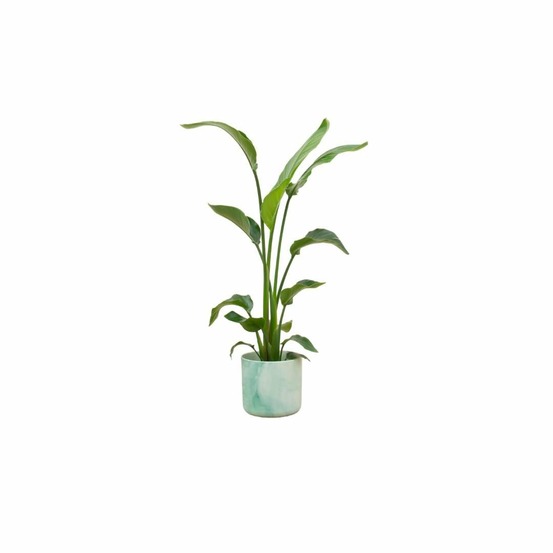 Strelitzia nicolai 120 cm et son pot vert océan - hauteur 120cm