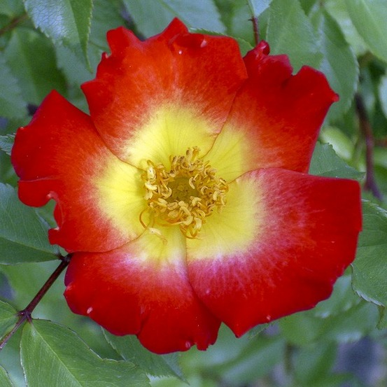 Rosier grimpant 'cocktail' pot de 4l/5l